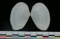 藏品(尼可巴馬珂蛤)的圖片